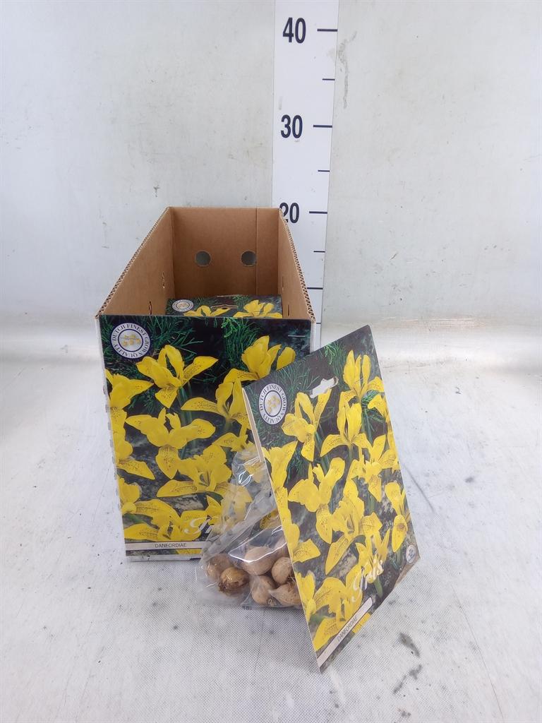 Горшечные цветы и растения оптом Flowerbulbs, Corns Or Tubers   ... от 10шт из Голландии с доставкой по России