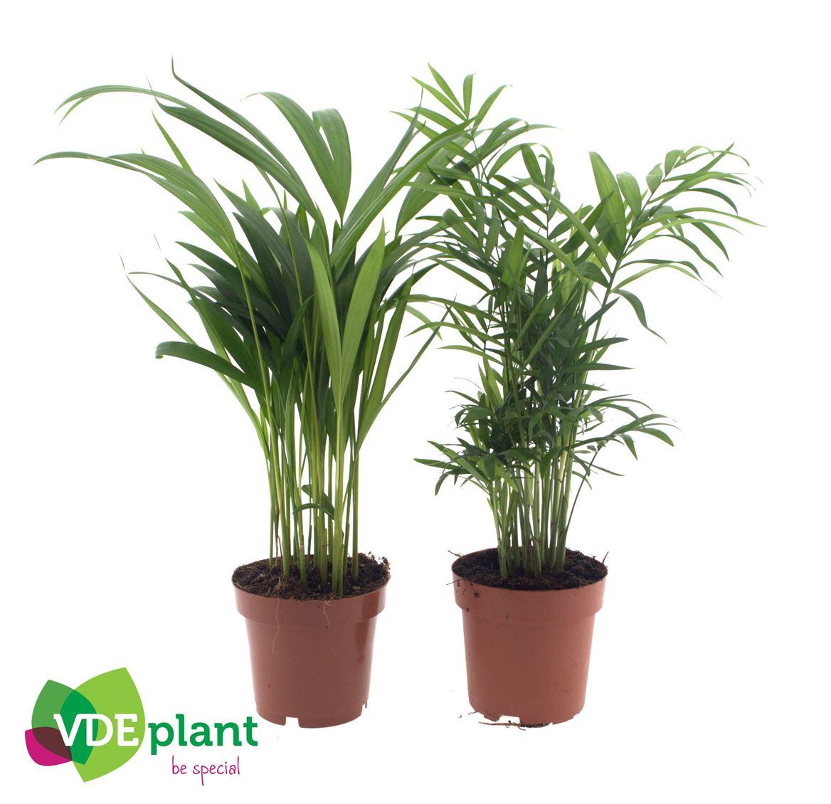 Горшечные цветы и растения оптом Palm Mix от 10шт из Голландии с доставкой по России