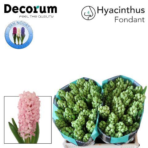 Срезанные цветы оптом Hyacinthus fondant от 50шт из Голландии с доставкой по России