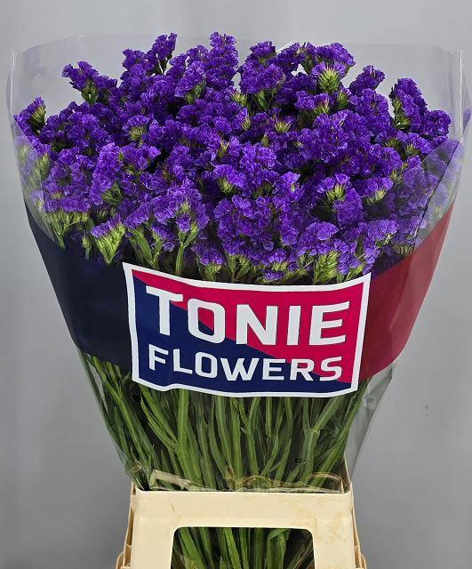 Срезанные цветы оптом Statice crystal dark blue от 25шт из Голландии с доставкой по России