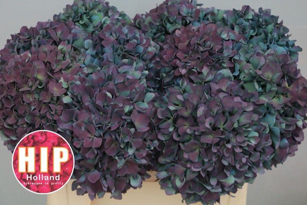Срезанные цветы оптом Hydrangea pimpernel classic aubergine от 10шт из Голландии с доставкой по России