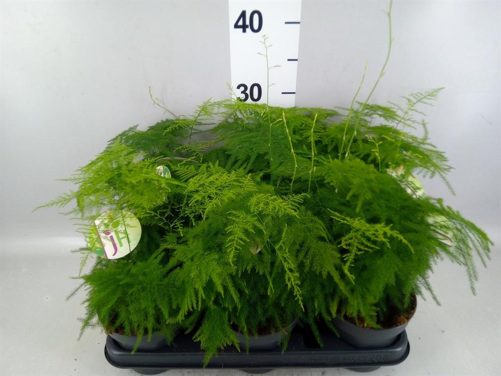 Горшечные цветы и растения оптом Asparagus Setaceus от 8шт из Голландии с доставкой по России
