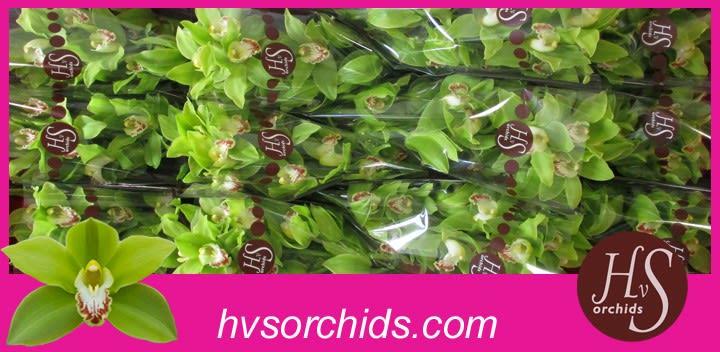 Срезанные цветы оптом Cymbidium green giant от 12шт из Голландии с доставкой по России