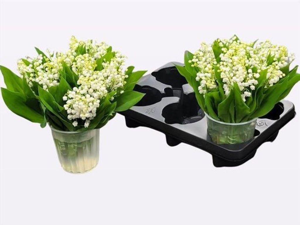 Срезанные цветы оптом Convallaria white on water от 200шт из Голландии с доставкой по России