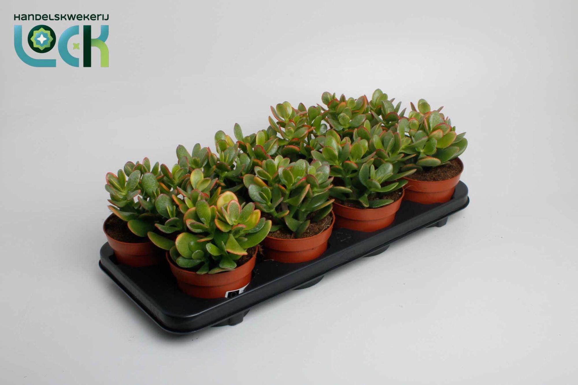 Горшечные цветы и растения оптом Crassula Sunset от 6шт из Голландии с доставкой по России
