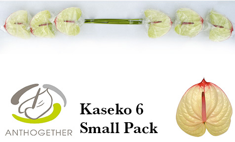 Срезанные цветы оптом Anthurium kaseko от 6шт из Голландии с доставкой по России