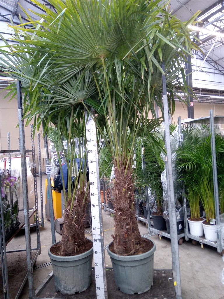Горшечные цветы и растения оптом Trachycarpus Fortunei от 1шт из Голландии с доставкой по России