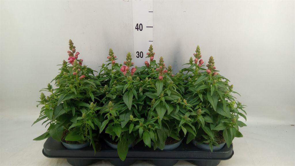 Горшечные цветы и растения оптом Antirrhinum Majus   ... от 8шт из Голландии с доставкой по России