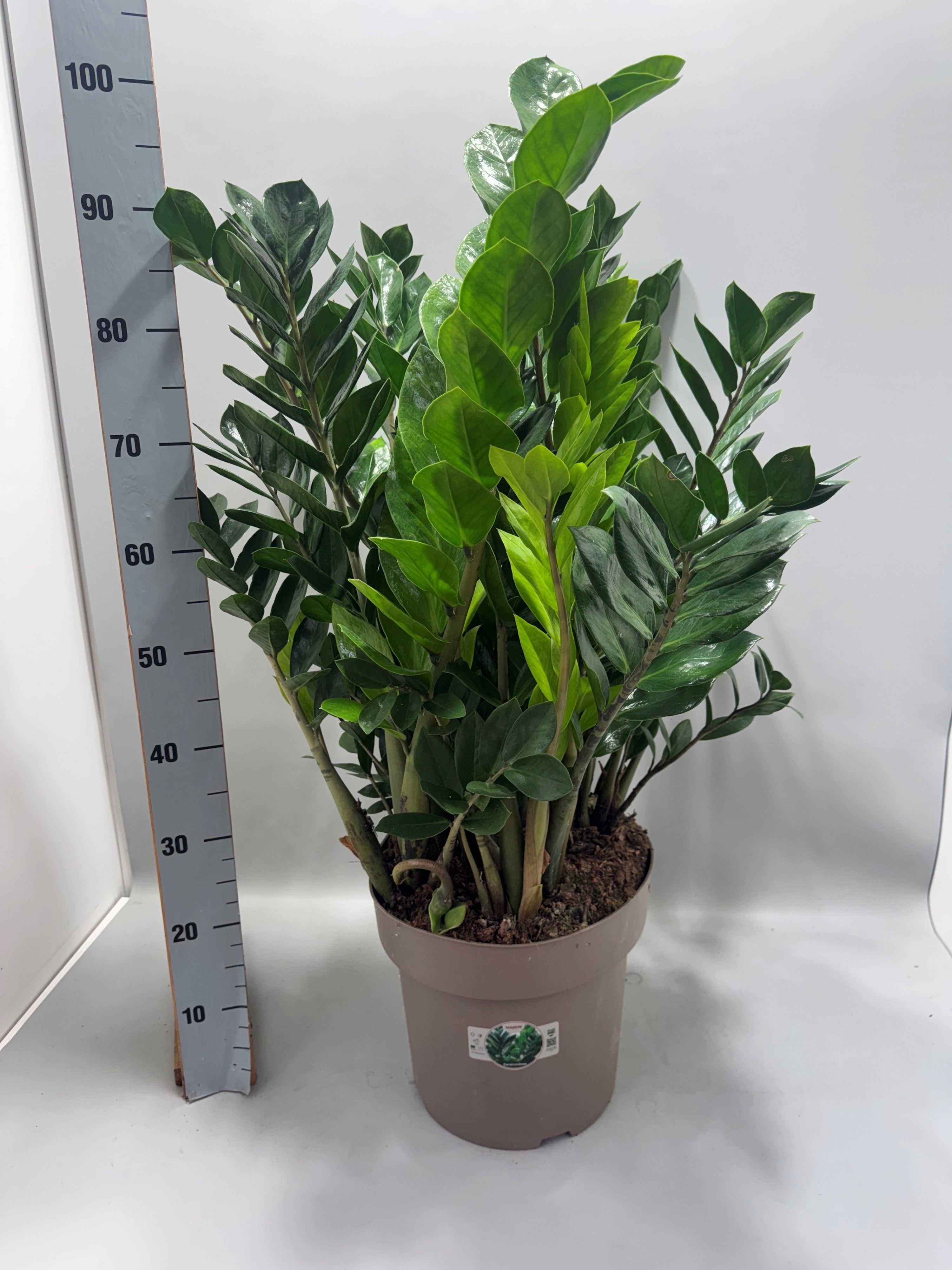 Горшечные цветы и растения оптом Zamio Zamiifolia от 1шт из Голландии с доставкой по России