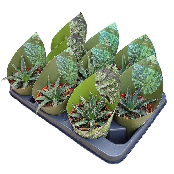 Горшечные цветы и растения оптом Agave Victoriae Reginae Potcover от 9шт из Голландии с доставкой по России Горшечные цветы и растения оптом Agave Victoriae Reginae Potcover от 9шт из Голландии с доставкой по России