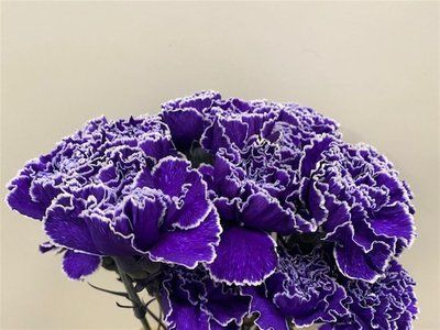 Срезанные цветы оптом Dianthus st paint violet от 80шт из Голландии с доставкой по России