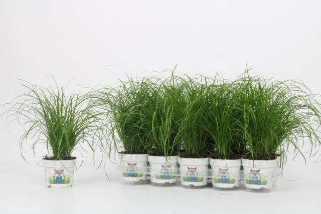 Горшечные цветы и растения оптом Cyper Alt Zumula от 10шт из Голландии с доставкой по России