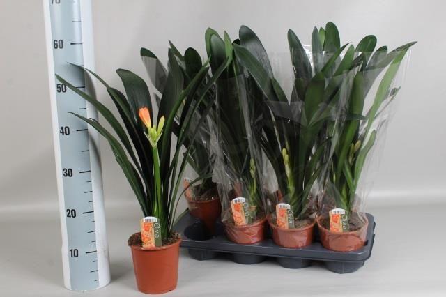 Горшечные цветы и растения оптом Clivia Mi от 8шт из Голландии с доставкой по России