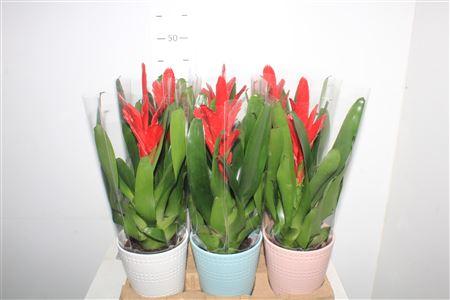 Горшечные цветы и растения оптом Vries Intenso Red Ceramic Pot от 6шт из Голландии с доставкой по России