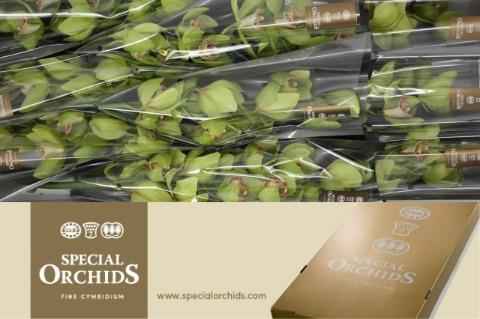 Срезанные цветы оптом Cymbidium green melissa от 9шт из Голландии с доставкой по России