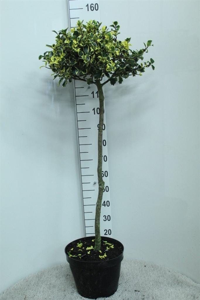 Горшечные цветы и растения оптом Ilex Aquifolium rubricaulis Aurea от 1шт из Голландии с доставкой по России