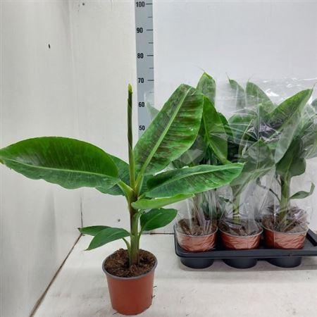 Горшечные цветы и растения оптом Musa Dwarf Cavendish от 6шт из Голландии с доставкой по России