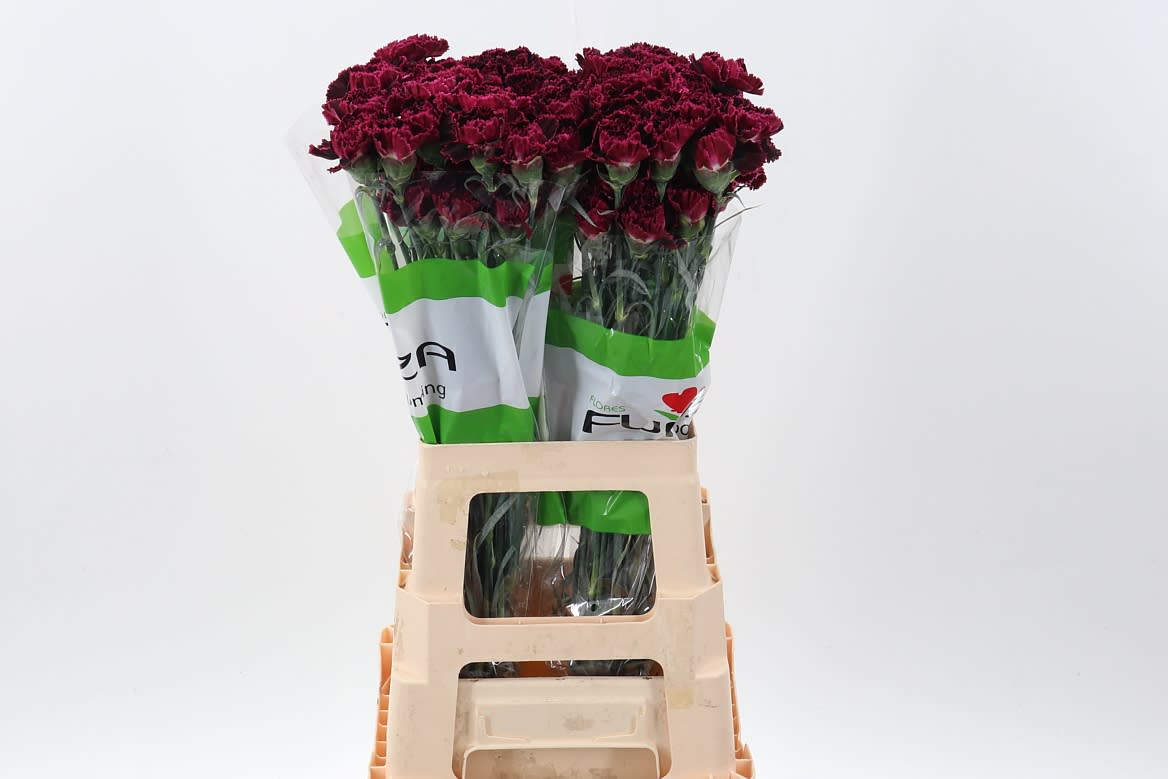 Срезанные цветы оптом Dianthus st nobbio black heart от 80шт из Голландии с доставкой по России