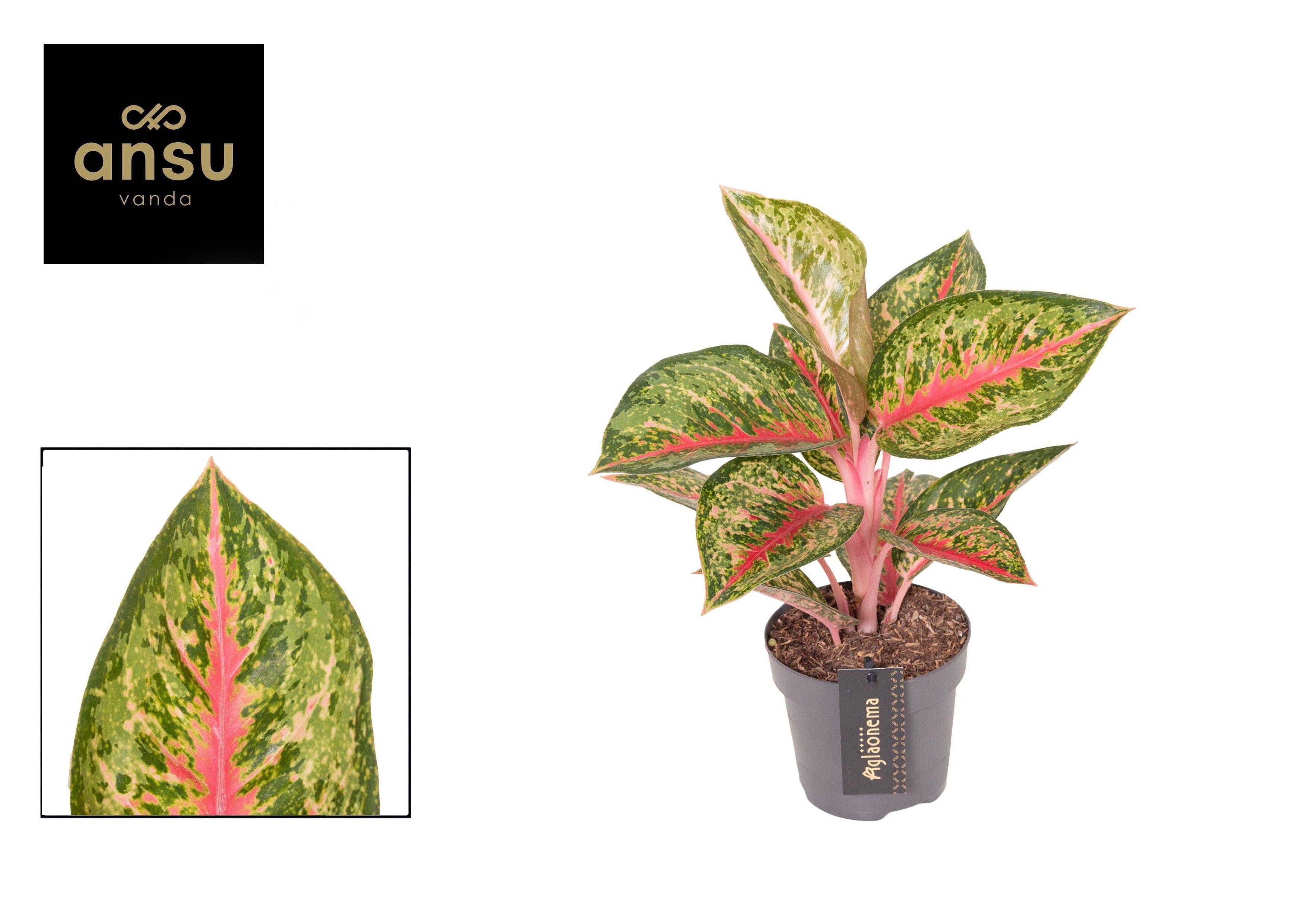 Горшечные цветы и растения оптом Aglaonema Paradise Red от 6шт из Голландии с доставкой по России