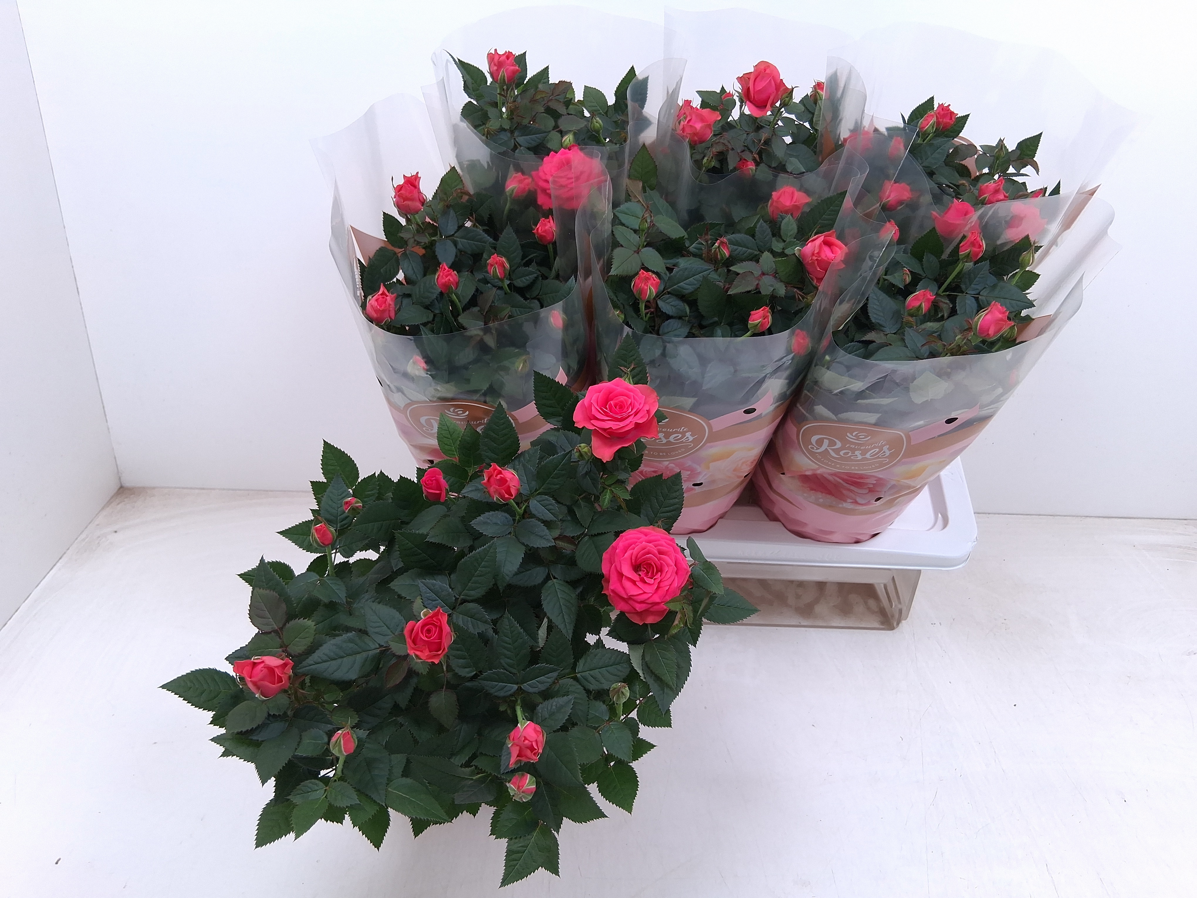 Горшечные цветы и растения оптом Ro Fav Ro Pink от 6шт из Голландии с доставкой по России