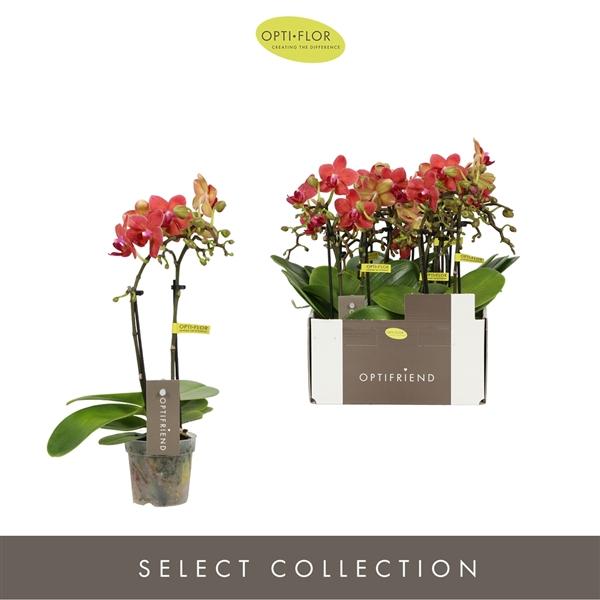 Горшечные цветы и растения оптом Phal 2st Rosa 10+ (opti) от 8шт (для телеги) из Голландии с доставкой по России