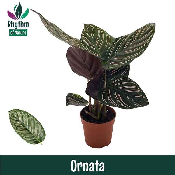 Горшечные цветы и растения оптом Calathea Ornata от 16шт из Голландии с доставкой по России