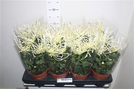 Горшечные цветы и растения оптом Chrys Firewo Cream от 8шт из Голландии с доставкой по России