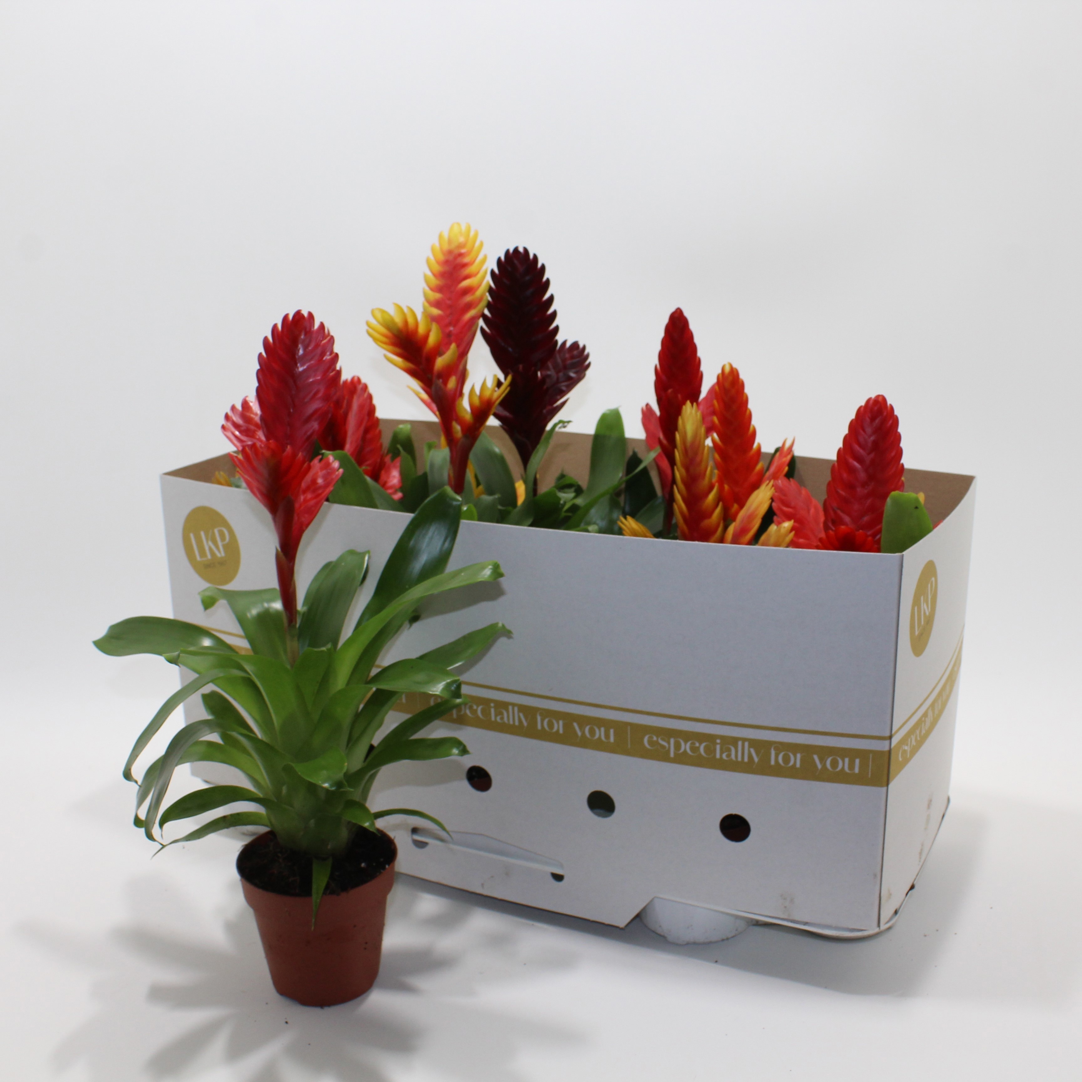 Горшечные цветы и растения оптом Vries Gem от 12шт из Голландии с доставкой по России