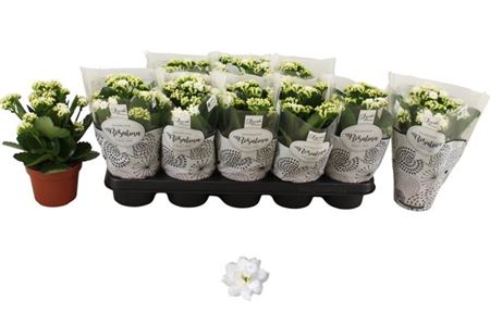 Горшечные цветы и растения оптом Kal Ros Don Dione White от 10шт из Голландии с доставкой по России