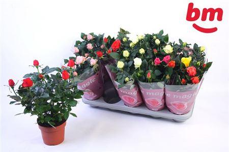 Горшечные цветы и растения оптом Rosa Beau Monde Mix от 10шт из Голландии с доставкой по России