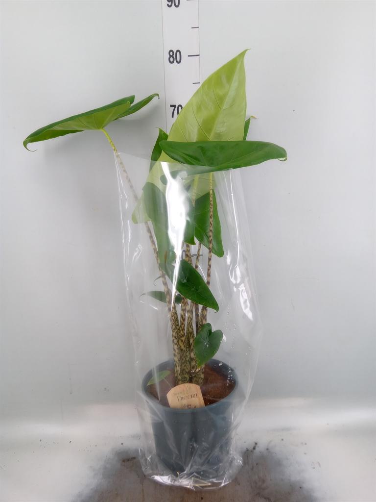Горшечные цветы и растения оптом Alocasia Zebrina от 1шт (для телеги) из Голландии с доставкой по России