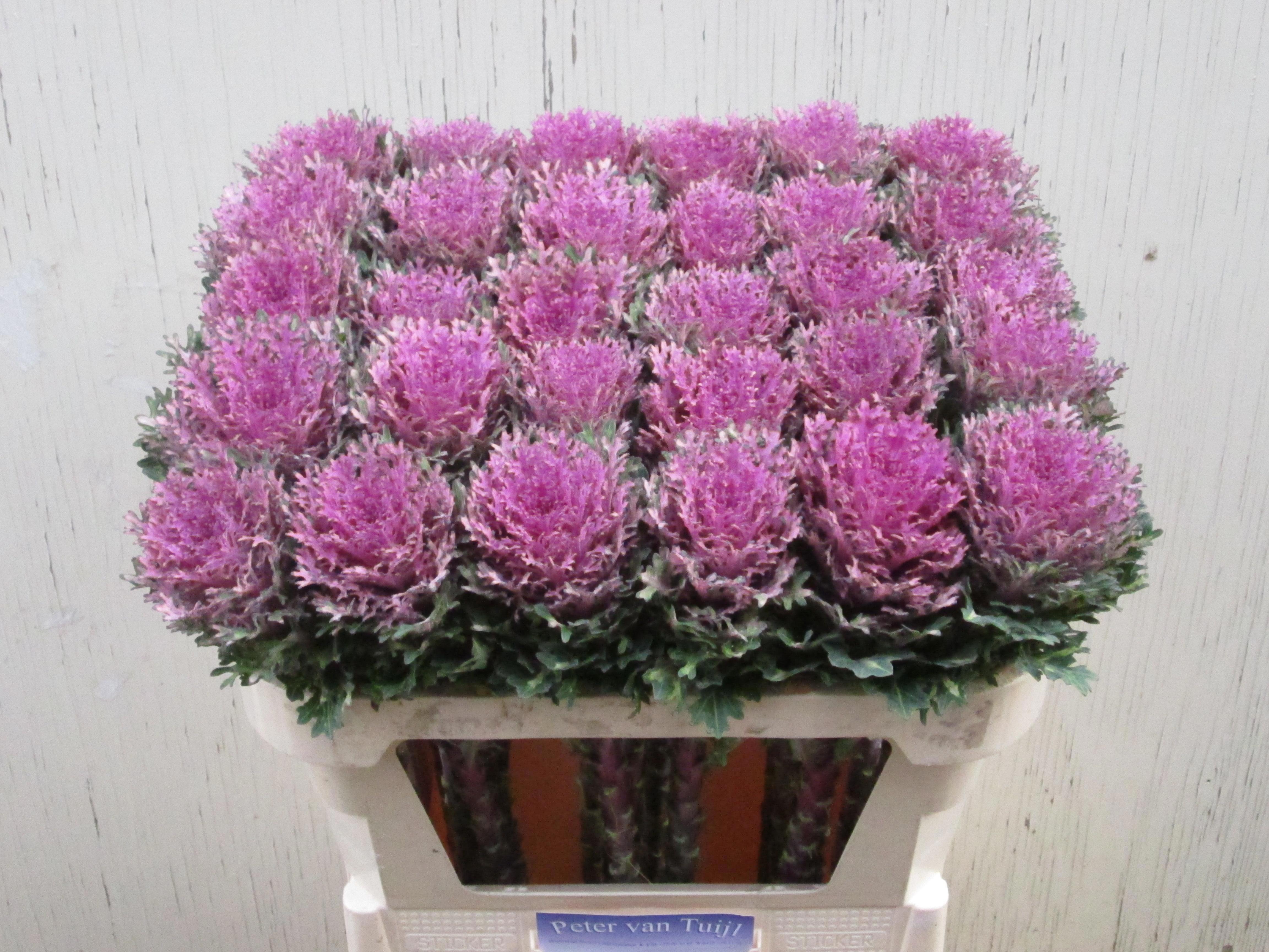 Срезанные цветы оптом Brassica crane queen от 30шт из Голландии с доставкой по России Срезанные цветы оптом Brassica crane queen от 30шт из Голландии с доставкой по России