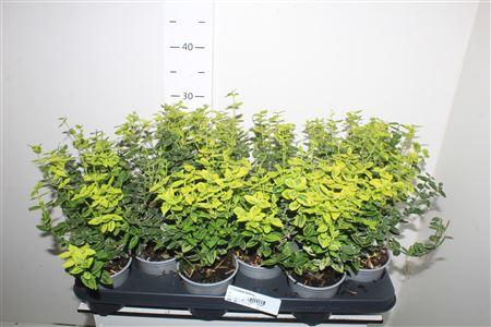 Горшечные цветы и растения оптом Euonymus Fortunei от 12шт из Голландии с доставкой по России