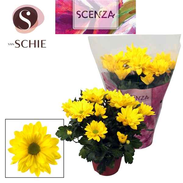 Горшечные цветы и растения оптом Chrys Margarita Yellow (scenza) от 8шт из Голландии с доставкой по России