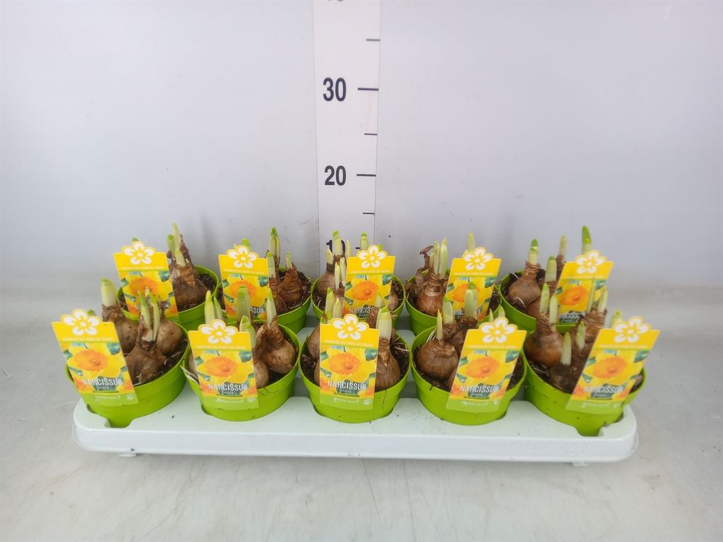 Горшечные цветы и растения оптом Narcissus   ... от 10шт из Голландии с доставкой по России