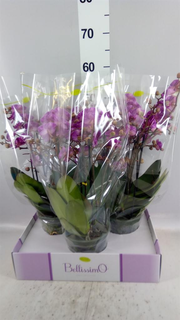 Горшечные цветы и растения оптом Phalaenopsis Multi. ...lilac от 3шт из Голландии с доставкой по России