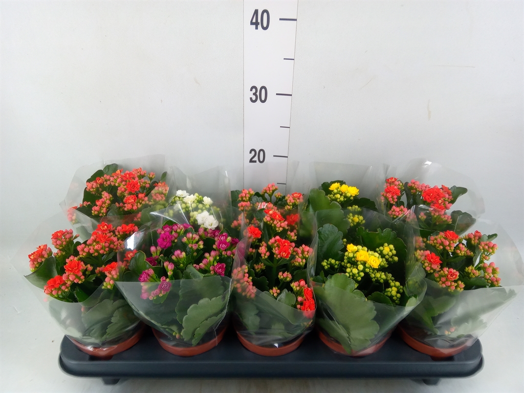Горшечные цветы и растения оптом Kalanchoe Blos. ..rosebud Mix 5 от 10шт' из Голландии с доставкой по России Горшечные цветы и растения оптом Kalanchoe Blos. ..rosebud Mix 5 от 10шт' из Голландии с доставкой по России