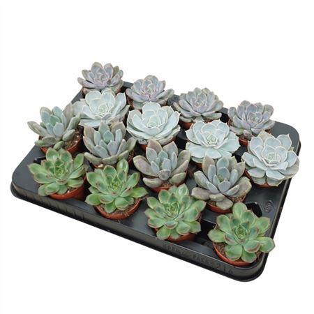 Горшечные цветы и растения оптом Echeveria Gemengd от 16шт (для телеги) из Голландии с доставкой по России