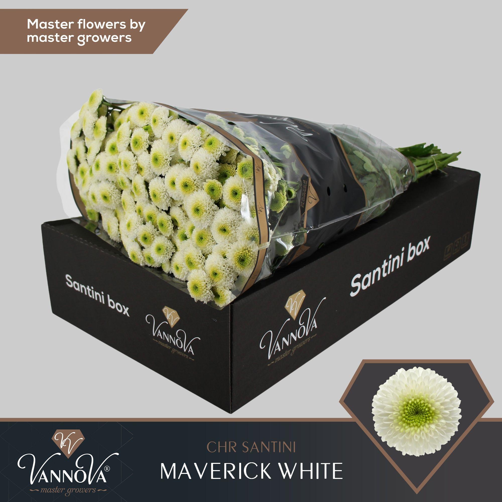 Срезанные цветы оптом Chrys sa maverick white от 25шт из Голландии с доставкой по России