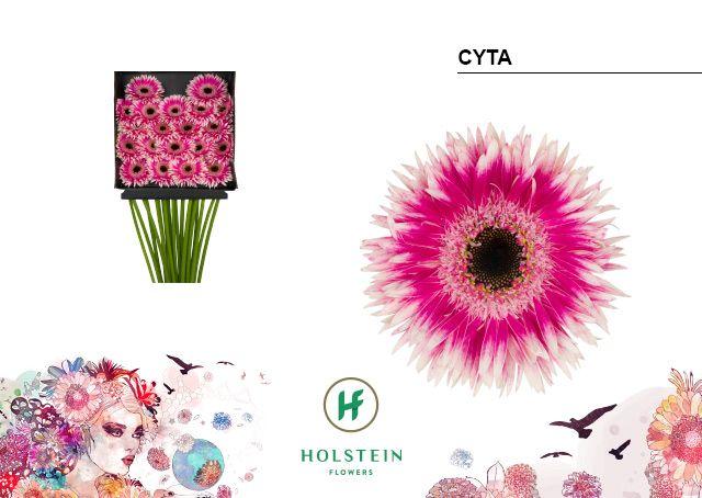 Срезанные цветы оптом Germini diamond gerspider cyta от 20шт из Голландии с доставкой по России