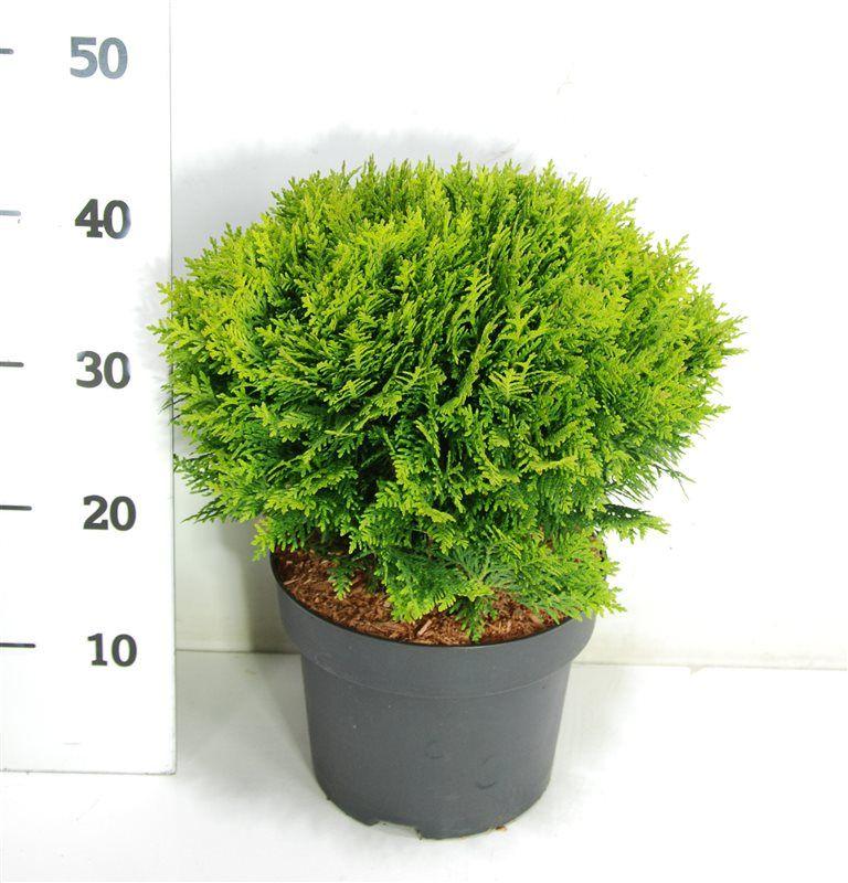 Горшечные цветы и растения оптом Thuja Occ Danica от 1шт из Голландии с доставкой по России
