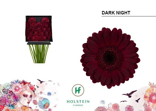 Срезанные цветы оптом Germini diamond dark night от 20шт из Голландии с доставкой по России