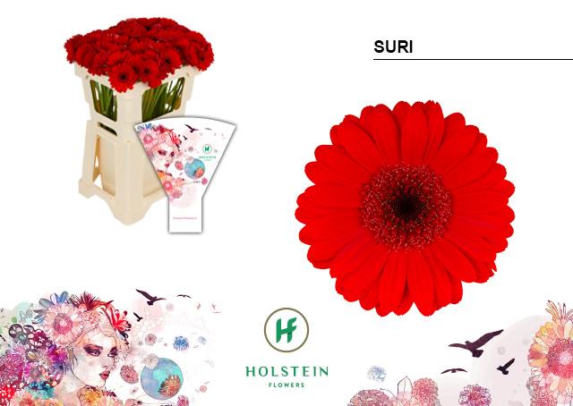 Срезанные цветы оптом Germini suri от 80шт из Голландии с доставкой по России