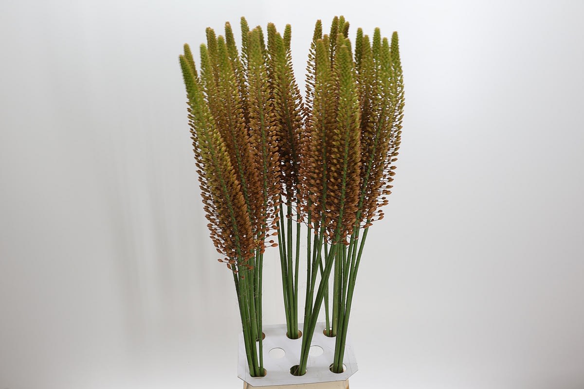 Срезанные цветы оптом Eremurus golden cleopatra от 30шт. из Голландии с доставкой по России