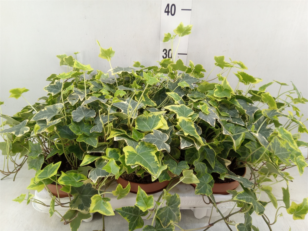 Горшечные цветы и растения оптом Hedera Helix   ...mix Varie Yello от 6шт из Голландии с доставкой по России