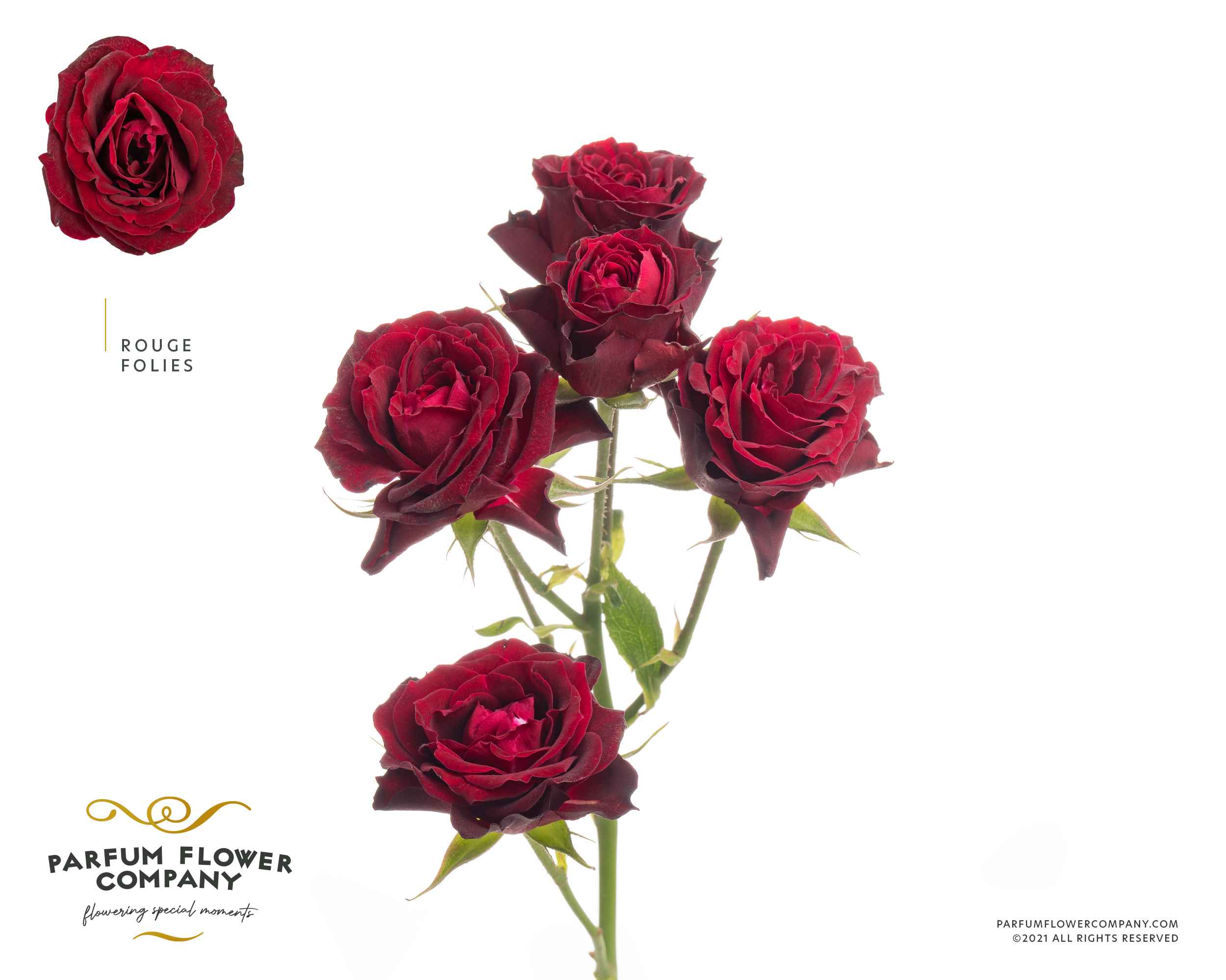 Срезанные цветы оптом Rosa sp rouge follies от 24шт из Голландии с доставкой по России