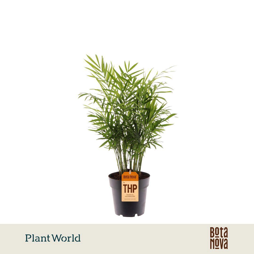 Горшечные цветы и растения оптом Chamaedorea Elegans Variegated от 7шт из Голландии с доставкой по России