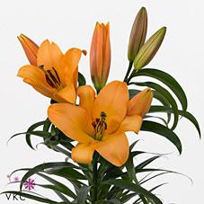 Срезанные цветы оптом Lilium or saltarello от 30шт из Голландии с доставкой по России