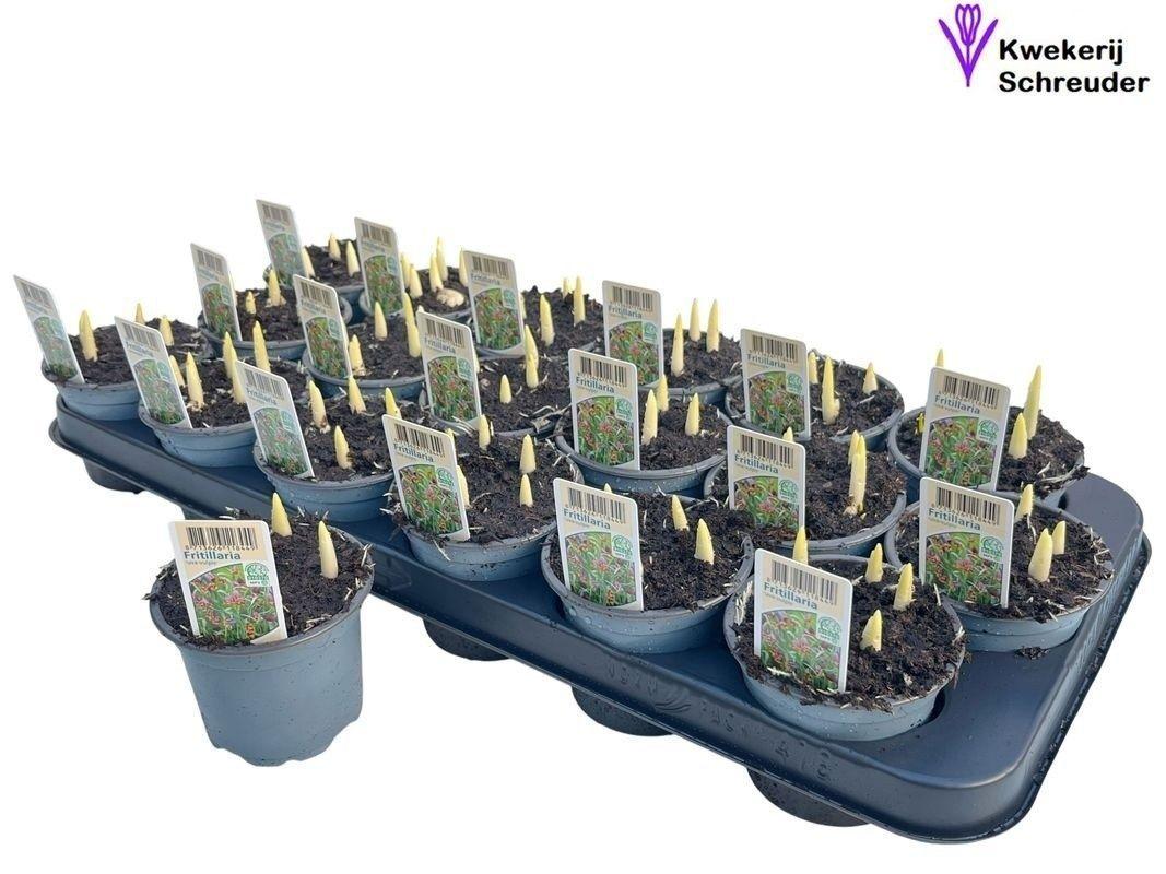 Горшечные цветы и растения оптом Fritillaria Ov от 18шт (для телеги) из Голландии с доставкой по России