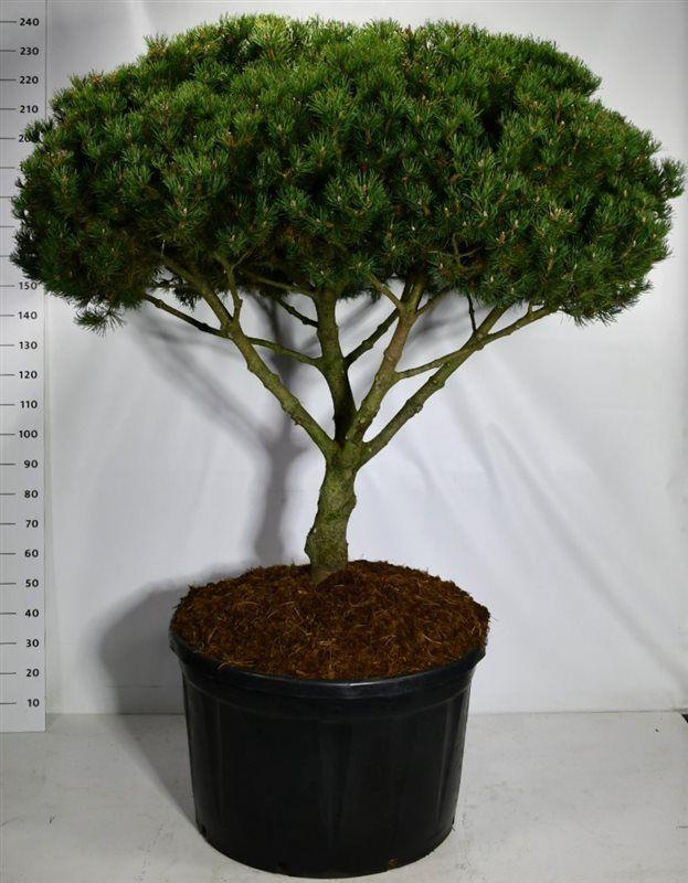 Горшечные цветы и растения оптом Pinus Mugo Laurin от 1шт из Голландии с доставкой по России